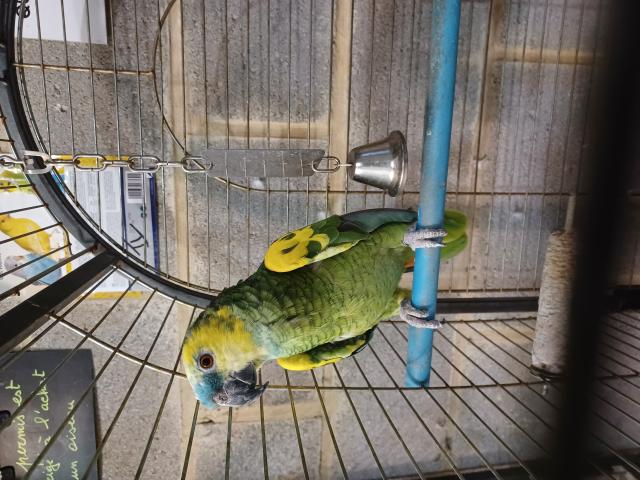 A vendre 2 perroquets amazones