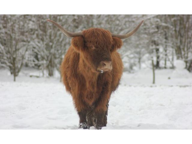 Photo A vendre 3 vaches et 3 veaux Highland image 1/1