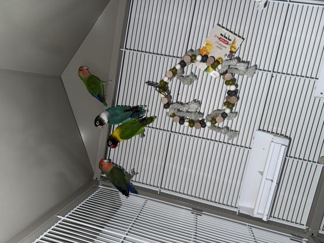 À vendre : 4 inséparables avec grande cage – 300€