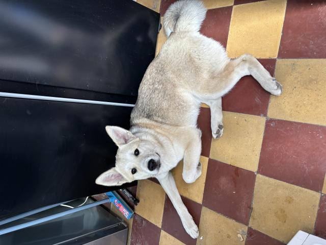 A vendre akita inu