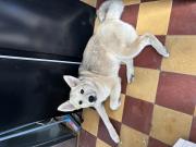 Annonce A vendre akita inu