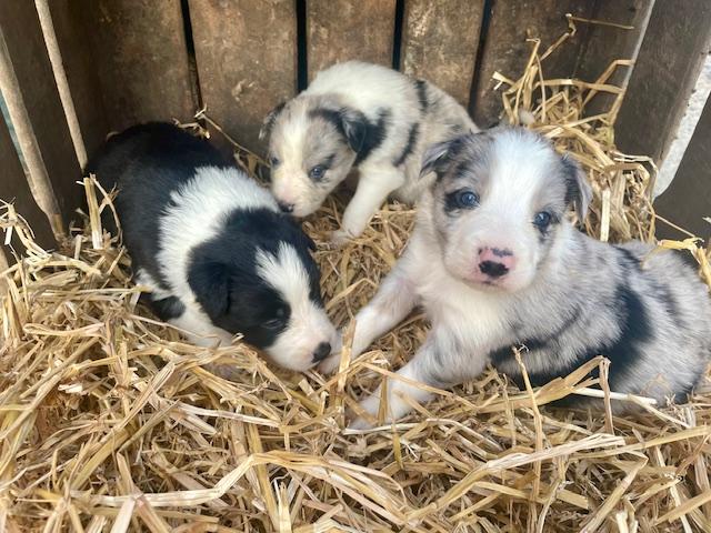 A vendre Border Collie
