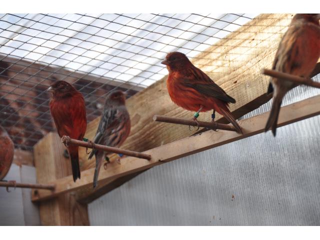 Photo a vendre Canaries noir-rouge image 1/3