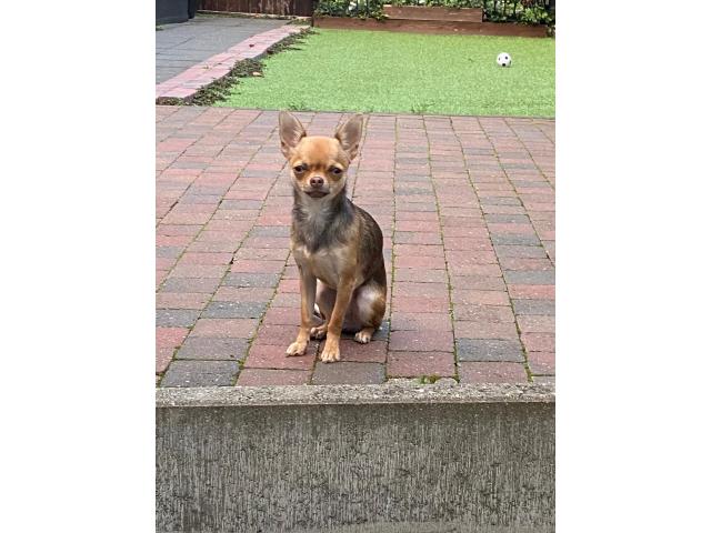 À vendre chiot femelle chihuahua