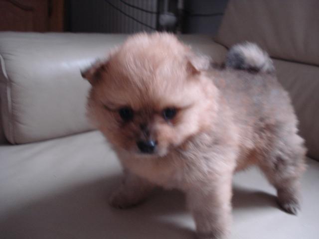 A vendre chiot Spitz