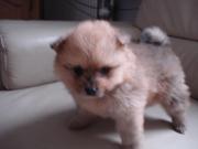 Annonce A vendre chiot Spitz