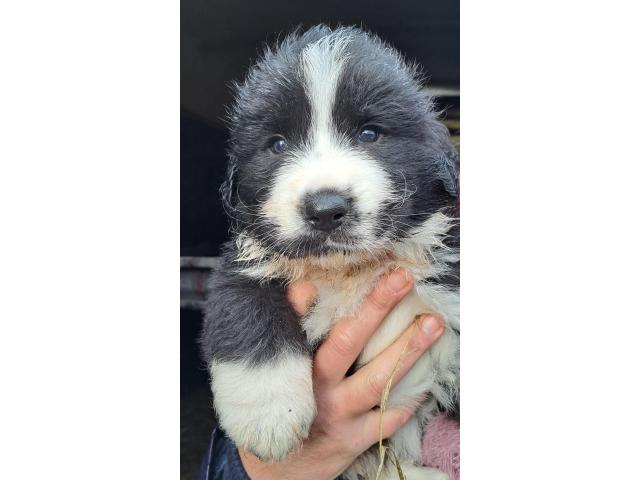 à vendre chiots border collies