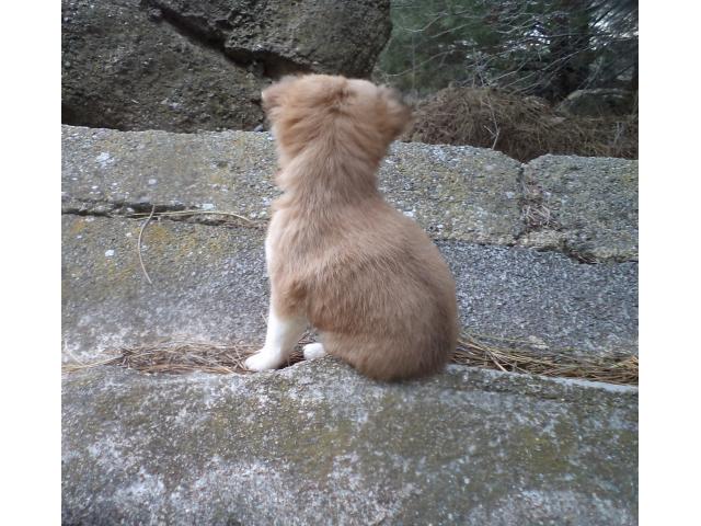 Photo A vendre Chiots Chihuahuas de 3 mois. image 1/4