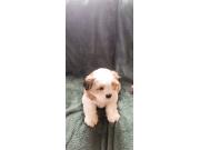 Annonce A vendre chiots Shih Tzu