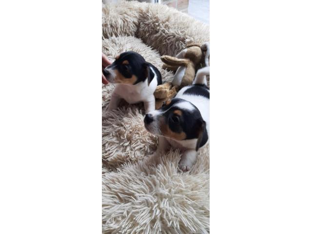 a vendre de jolis bebe jack russel