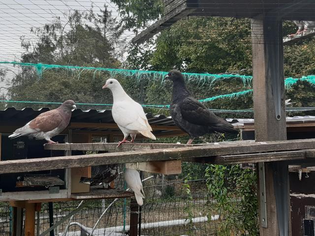 A vendre divers jeunes pigeons