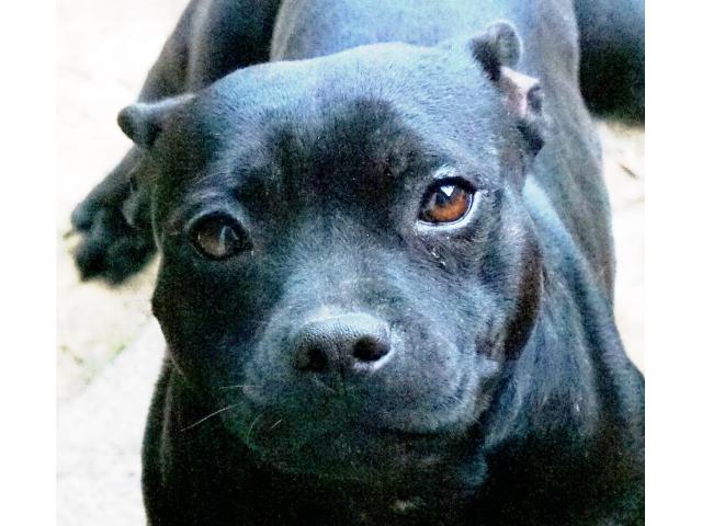 A vendre femelle Staffordshire Bull Terrier (staffie) noire de 2 ans