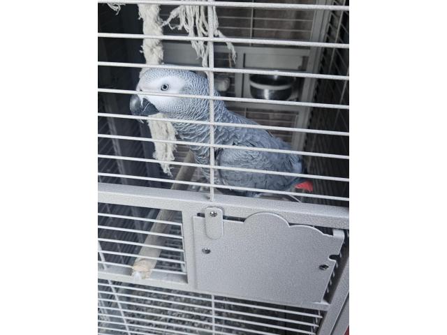 A vendre gris du gabon