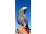 Annonce A vendre gris du Gabon avec cage.