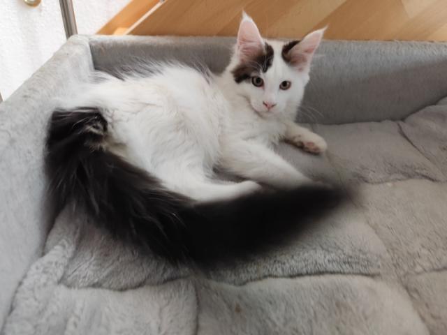 À vendre : Magnifique chaton Maine Coon tricolore (femelle) avec Pédigrées