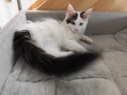 Annonce À vendre : Magnifique chaton Maine Coon tricolore (femelle) avec Pédigrées