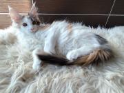 Annonce À vendre : Magnifiques chaton Maine Coon avec Pédigrée