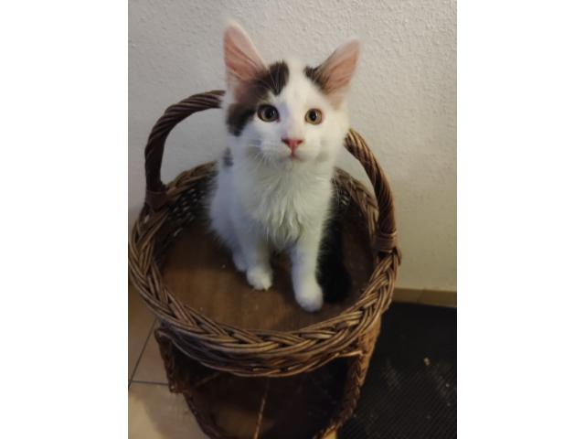À vendre : Magnifiques chatons Maine Coon tricolores avec Pédigrées