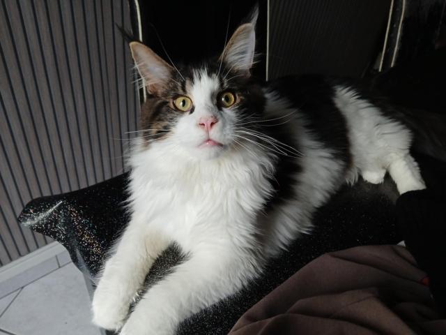 A vendre maine coon mâle