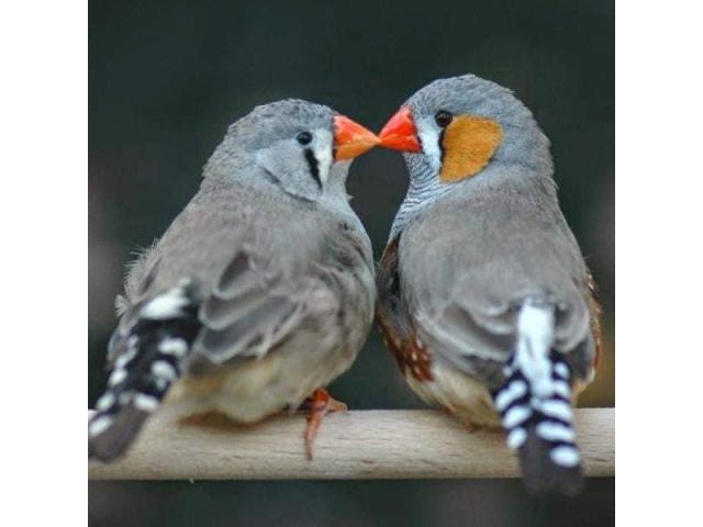 Photo A vendre mandarins 2024 image 1/1