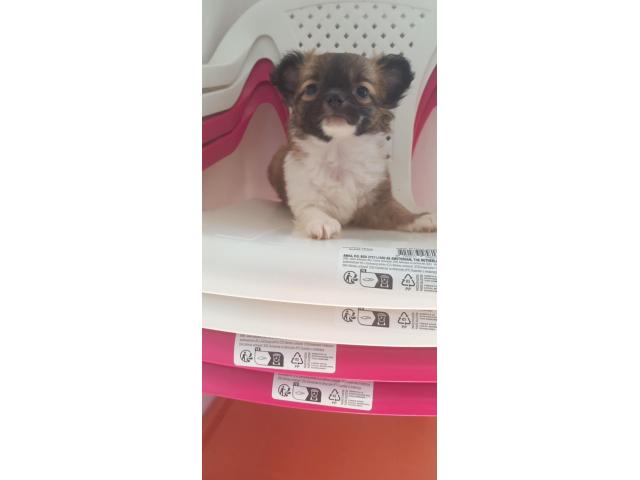 A vendre petit chichi
