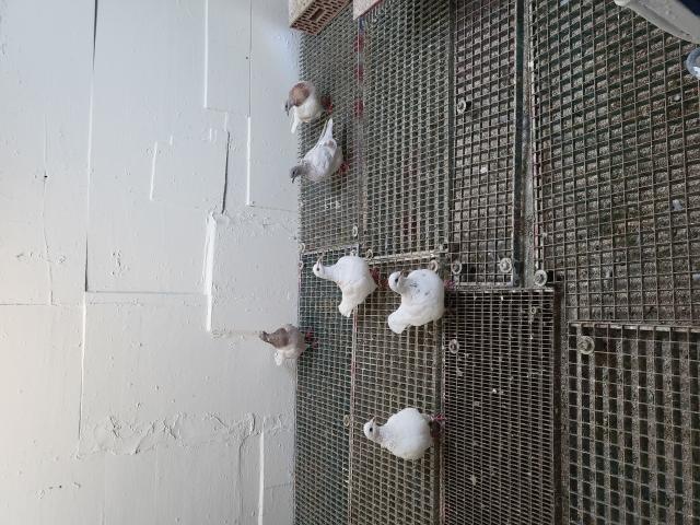 a vendre pigeon texans 2024