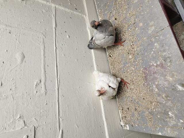 a vendre pigeonneau texan pur race 2025