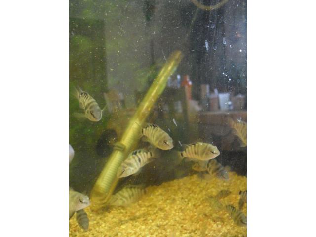 Photo A vendre poissons Amatilania Nigrofasciata cichlidés d'Amérique image 1/4