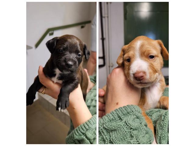 Photo A vendre privé Luxembourg 2 chiots image 1/1