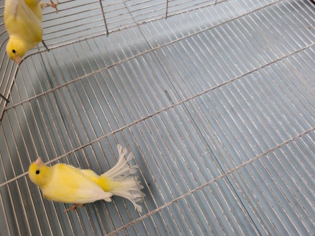 a vendre pur race canaris malinois 2025