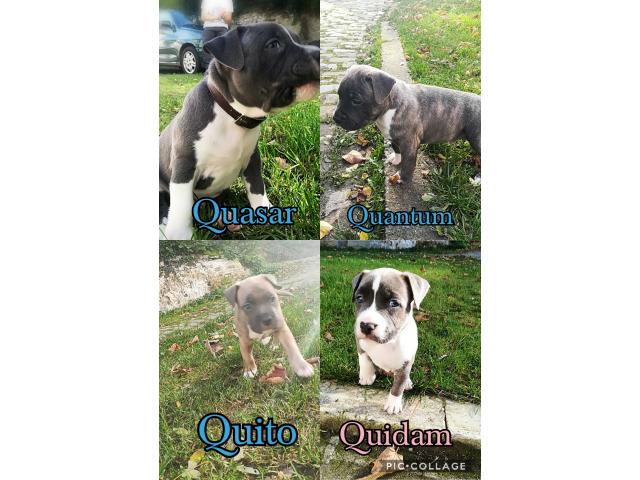 A vendre superbes chiots American Staffordshire terrier pure race