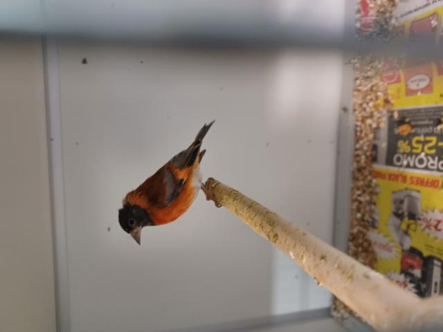 Photo A vendre tarin rouge du Vénézuela image 1/5