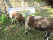 Annonce A vendre une brebis et un bélier