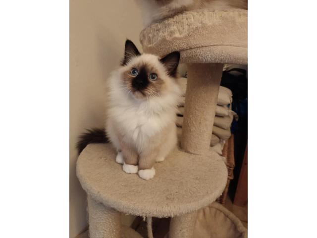 Adoptez Toshi, un magnifique male plein d'amour