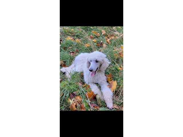 Adorable caniche royal