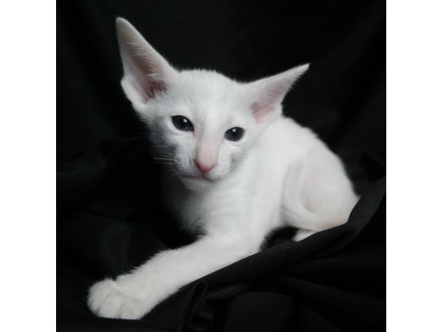 Adorable chaton oriental blanc (Foreign White)