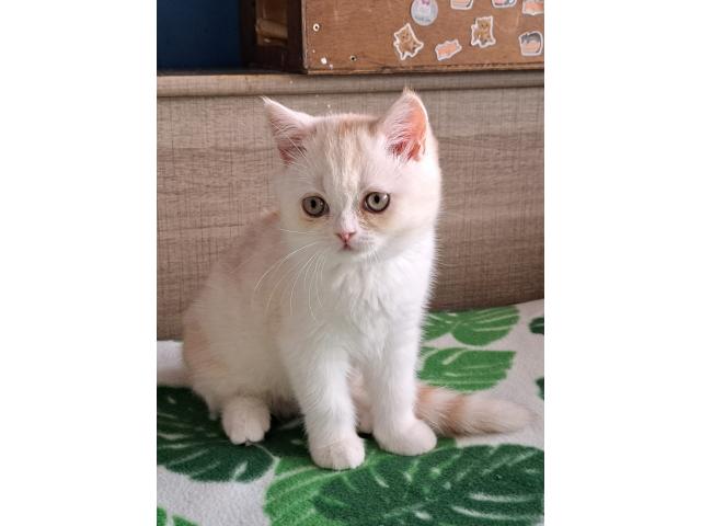 Adorable chaton Scottish fold