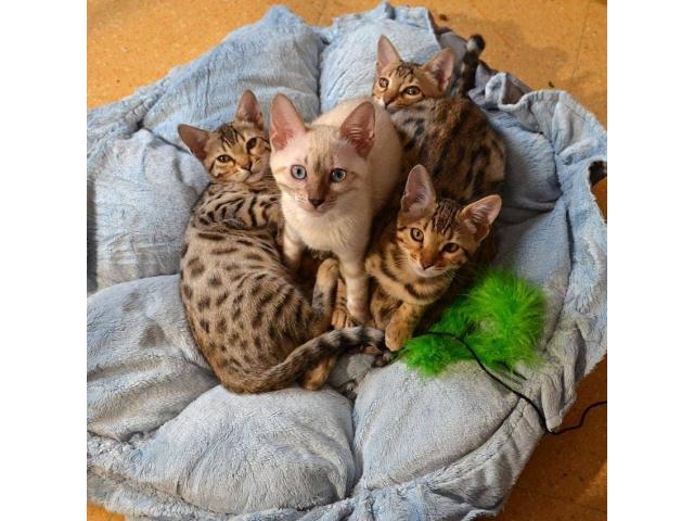 Photo adorable chatons bengal image 1/3