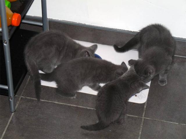 Adorable chatons chartreux femelle et mâles.
