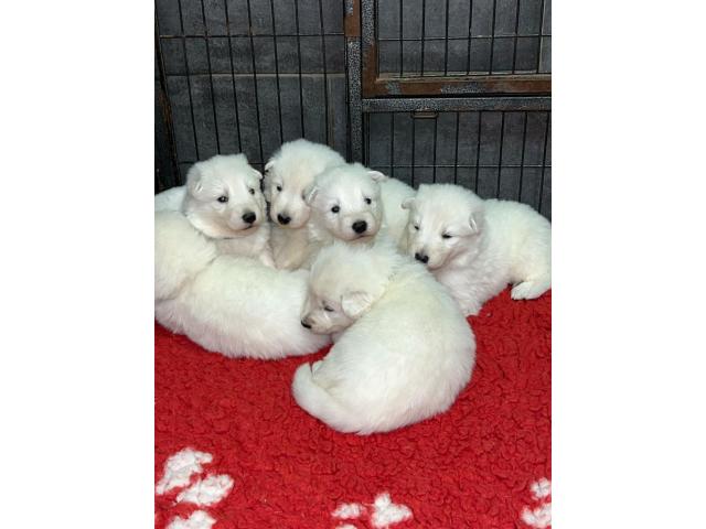 Adorable chiot Berger Blanc Suisse