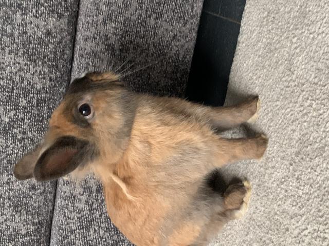 Photo Adorable petit lapin nain de 9 mois à donner image 1/2
