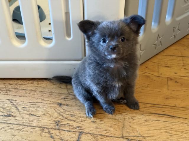 Adorable Pomchi