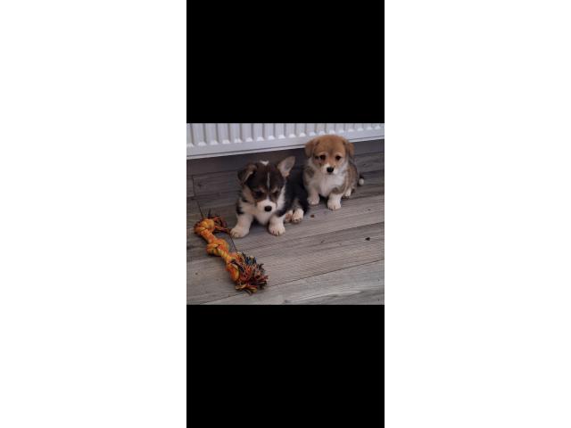 Adorable welsh Corgi Pembroke