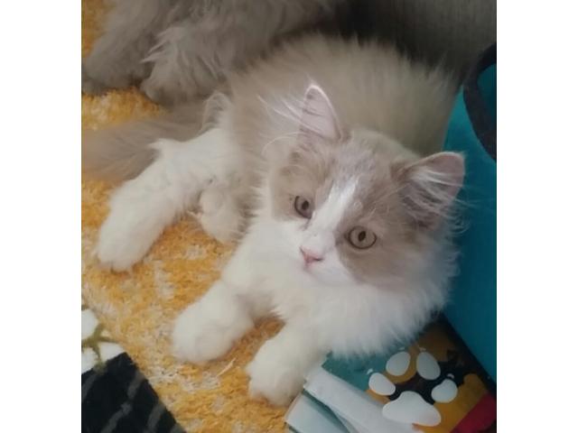 AdorableS chatons British longhair