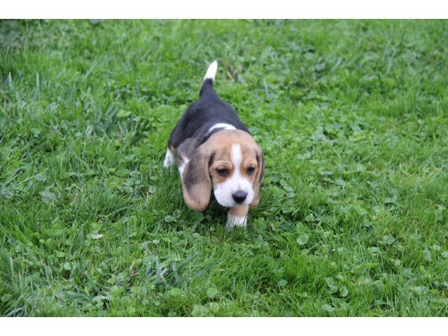Photo adorables chiots beagle image 1/2