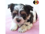 Annonce Adorables Chiots Biewer Yorkshire Pleins de Charme à vendre
