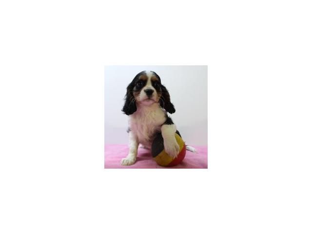 Adorables chiots Cavalier King Charles