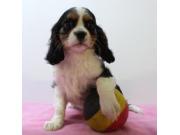 Annonce Adorables chiots Cavalier King Charles