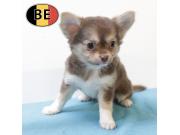 Annonce Adorables chiots Chihuahua à vendre