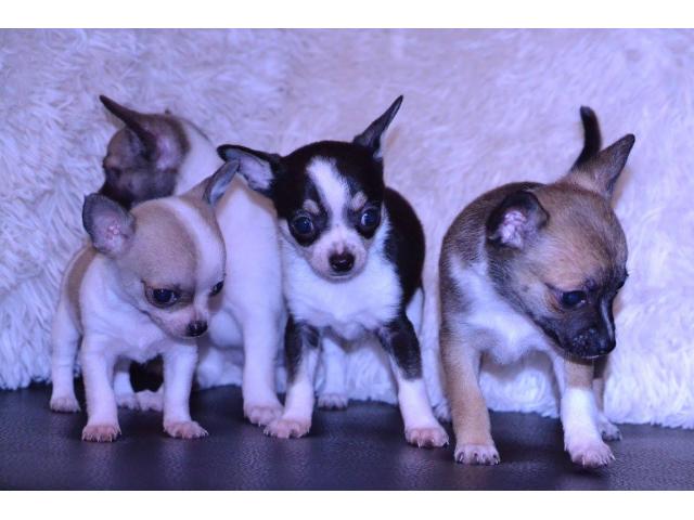 Adorables chiots Chihuahua de petits gabarits à poils courts nés le 27/10/2015